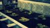 David's Tea House